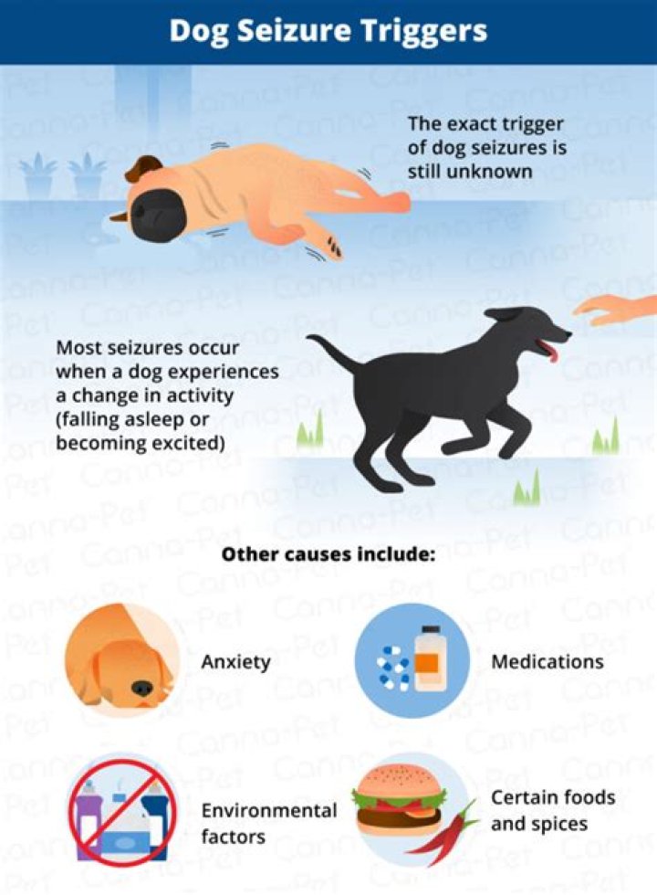 Unraveling The Mystery Of Dog Seizures While Sleeping